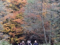 56533242312824033136876141816563173266256089n